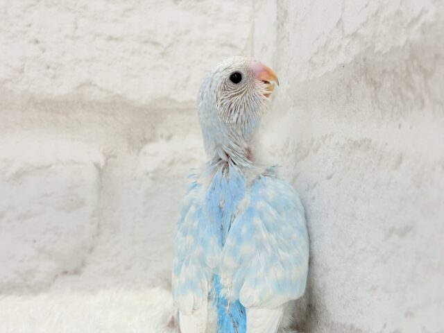すっきり爽やか🫧空色カラー🐣🩵セキセイインコ(スパングル) ヒナ セキセイインコ