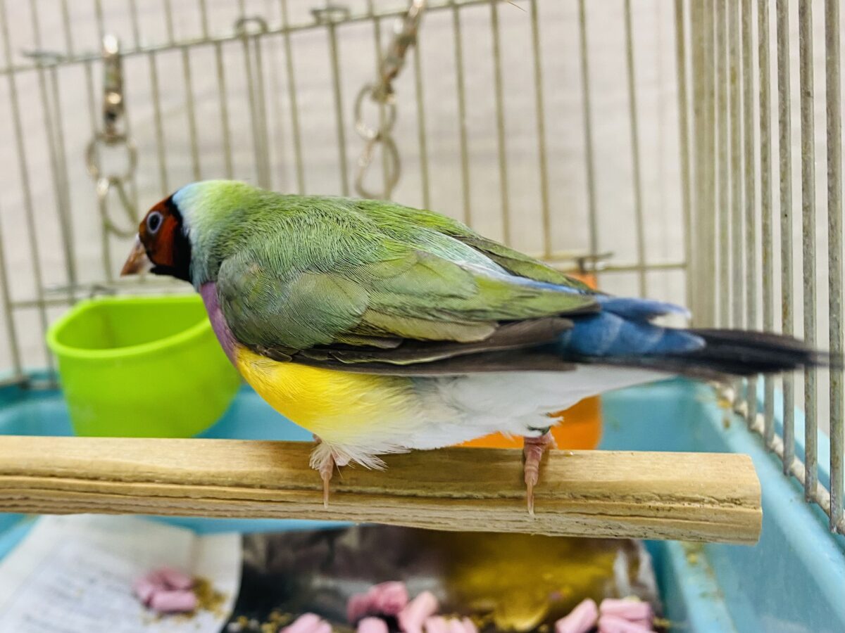 コキンチョウ