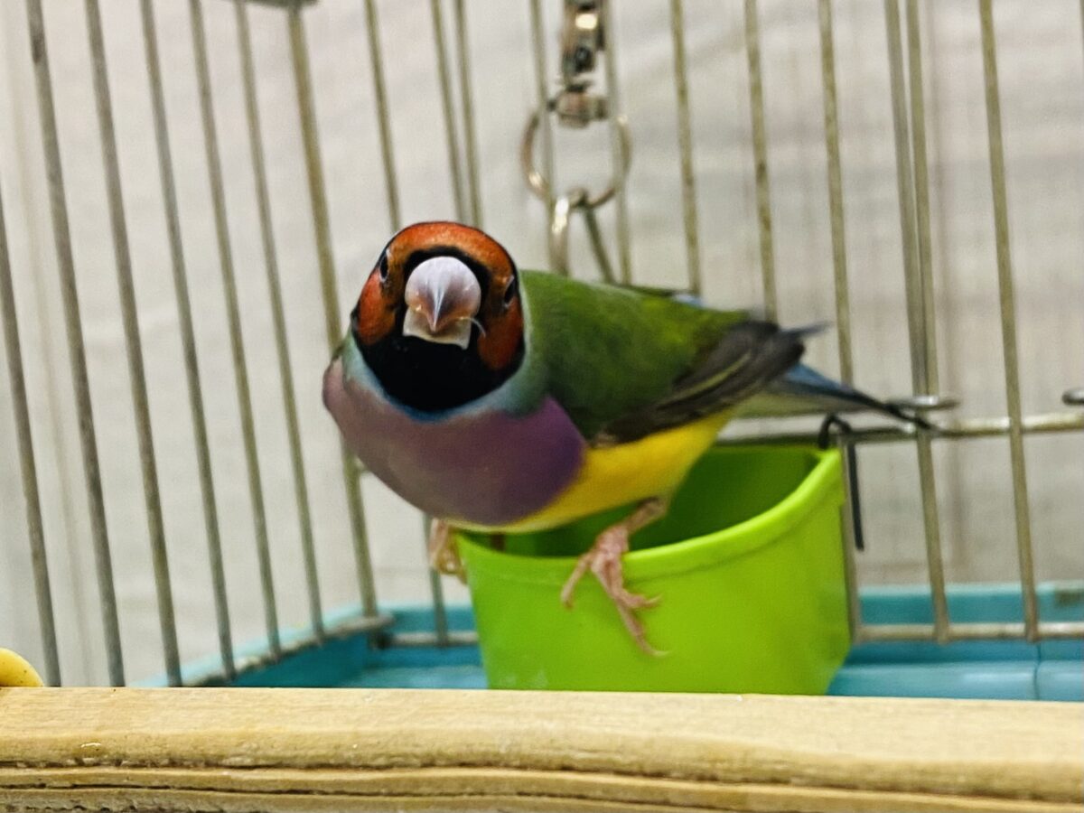 コキンチョウ