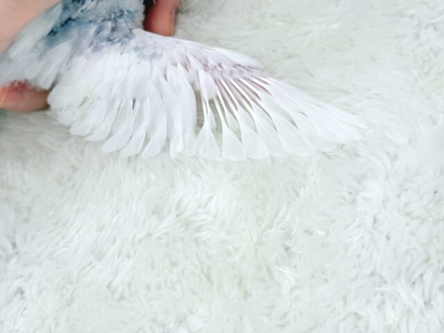 おめめくりくり♡可愛さ爆発中〜💥💖セキセイインコ(パイド) ヒナ セキセイインコ