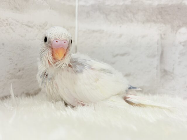 おめめくりくり♡可愛さ爆発中〜💥💖セキセイインコ(パイド) ヒナ セキセイインコ