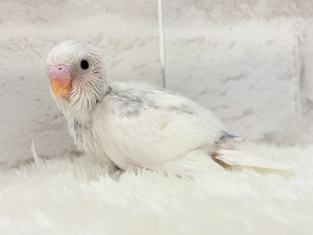 おめめくりくり♡可愛さ爆発中〜💥💖セキセイインコ(パイド) ヒナ セキセイインコ