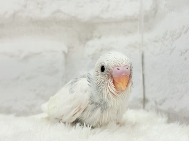 おめめくりくり♡可愛さ爆発中〜💥💖セキセイインコ(パイド) ヒナ セキセイインコ