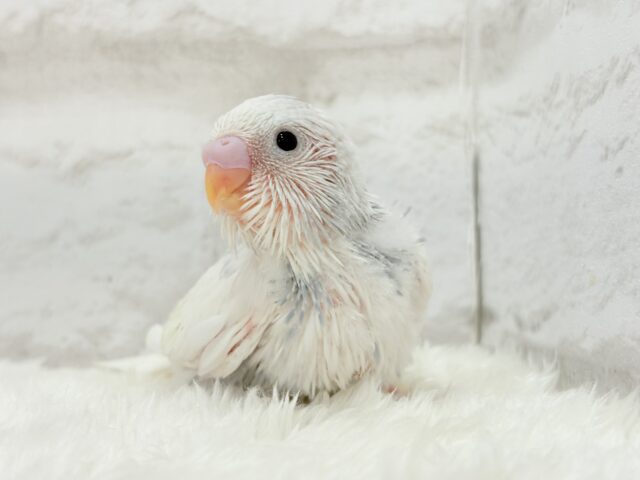 おめめくりくり♡可愛さ爆発中〜💥💖セキセイインコ(パイド) ヒナ セキセイインコ