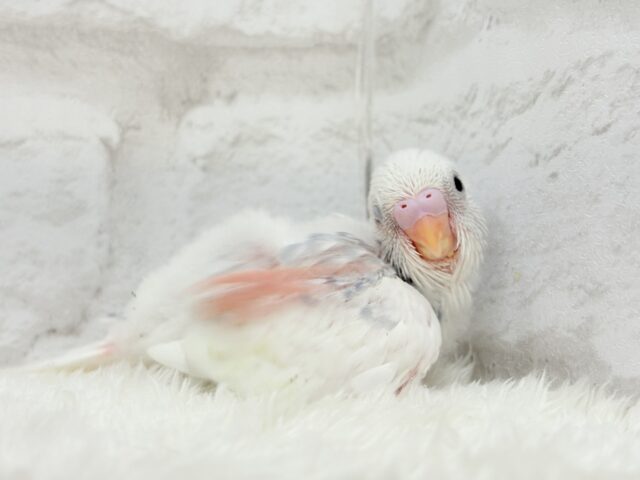 おめめくりくり♡可愛さ爆発中〜💥💖セキセイインコ(パイド) ヒナ セキセイインコ