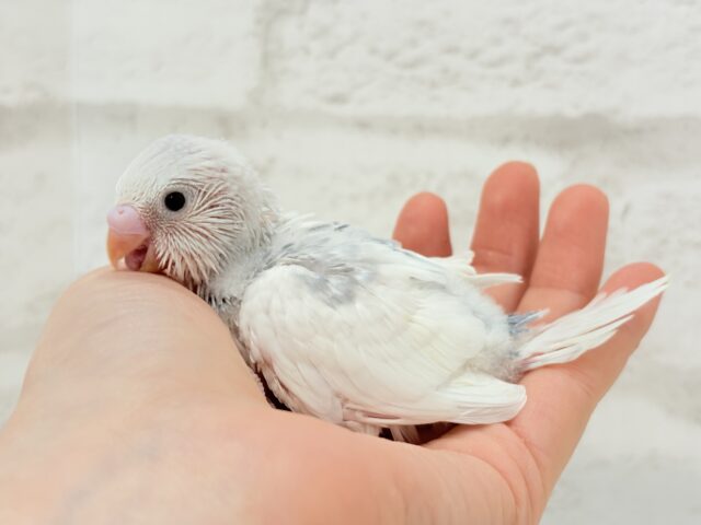 おめめくりくり♡可愛さ爆発中〜💥💖セキセイインコ(パイド) ヒナ セキセイインコ