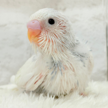 おめめくりくり♡可愛さ爆発中〜💥💖セキセイインコ(パイド) ヒナ