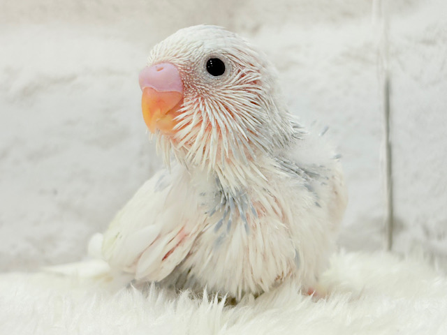 おめめくりくり♡可愛さ爆発中〜💥💖セキセイインコ(パイド) ヒナ おめめくりくり♡可愛さ爆発中〜💥💖セキセイインコ(パイド) ヒナ