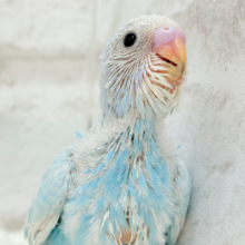 すっきり爽やか🫧空色カラー🐣🩵セキセイインコ(スパングル) ヒナ