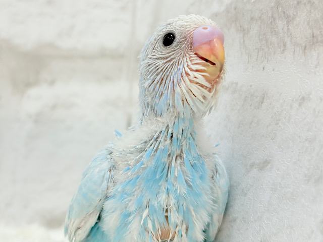 すっきり爽やか🫧空色カラー🐣🩵セキセイインコ(スパングル) ヒナ すっきり爽やか🫧空色カラー🐣🩵セキセイインコ(スパングル) ヒナ