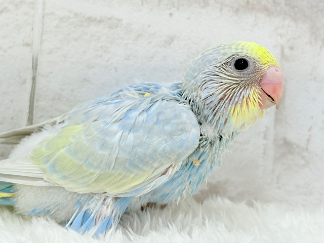 すっきり爽やか🫧しゅわっとソーダ🍾🧊セキセイインコ(パステルレインボー) ヒナ すっきり爽やか🫧しゅわっとソーダ🍾🧊セキセイインコ(パステルレインボー) ヒナ