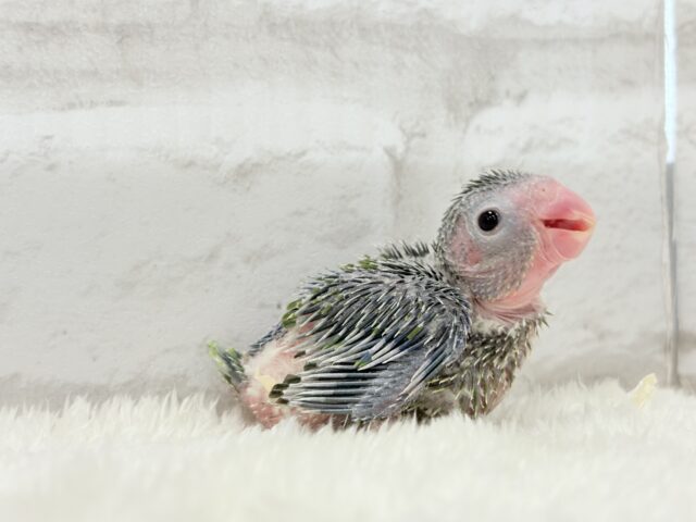 チビガオー🦖⚡️ミニマム恐竜💚マメルリハ(ノーマル) 男の子 ヒナ マメルリハ