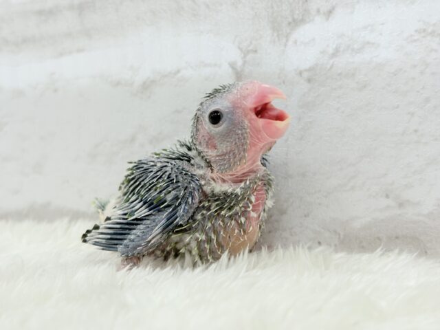 チビガオー🦖⚡️ミニマム恐竜💚マメルリハ(ノーマル) 男の子 ヒナ マメルリハ