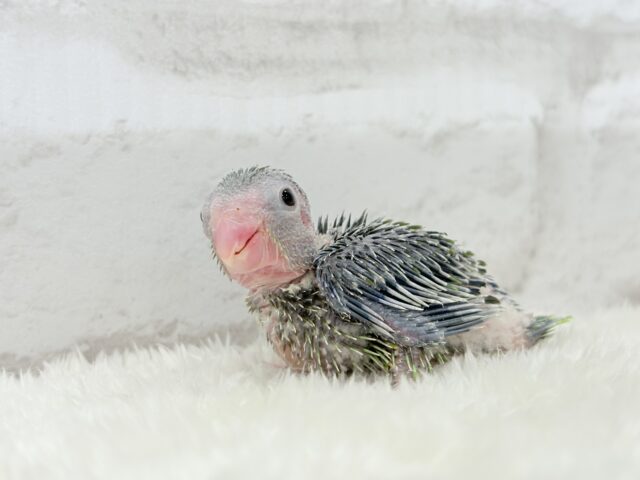 チビガオー🦖⚡️ミニマム恐竜💚マメルリハ(ノーマル) 男の子 ヒナ マメルリハ