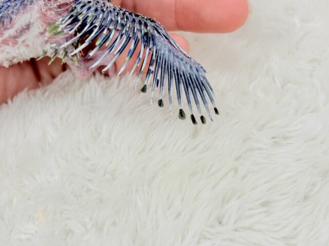 チビガオー🦖⚡️ミニマム恐竜💚マメルリハ(ノーマル) 男の子 ヒナ マメルリハ