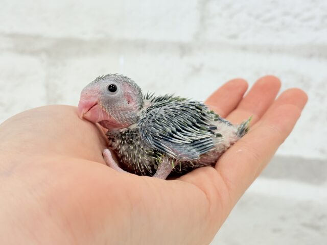 チビガオー🦖⚡️ミニマム恐竜💚マメルリハ(ノーマル) 男の子 ヒナ マメルリハ