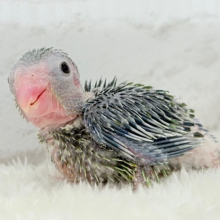 チビガオー🦖⚡️ミニマム恐竜💚マメルリハ(ノーマル) 男の子 ヒナ