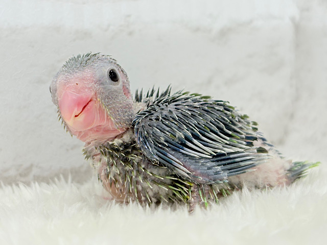チビガオー🦖⚡️ミニマム恐竜💚マメルリハ(ノーマル) 男の子 ヒナ チビガオー🦖⚡️ミニマム恐竜💚マメルリハ(ノーマル) 男の子 ヒナ