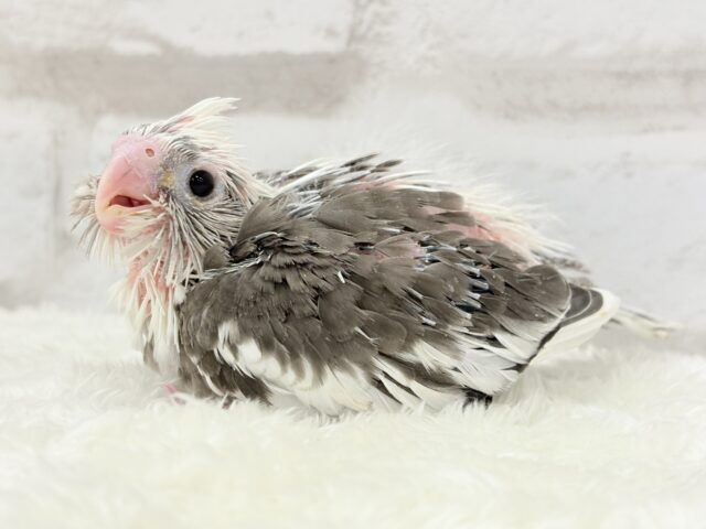 オカメインコ