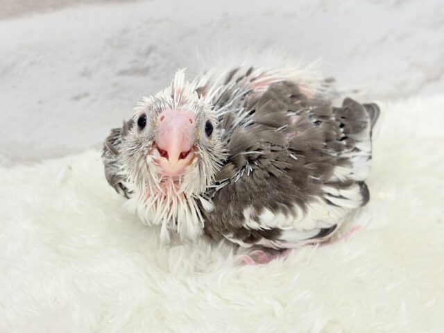 オカメインコ