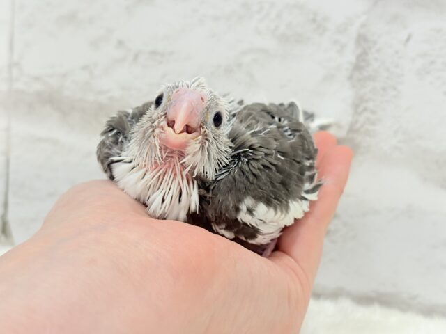 オカメインコ