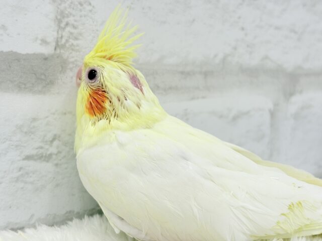 オカメインコ