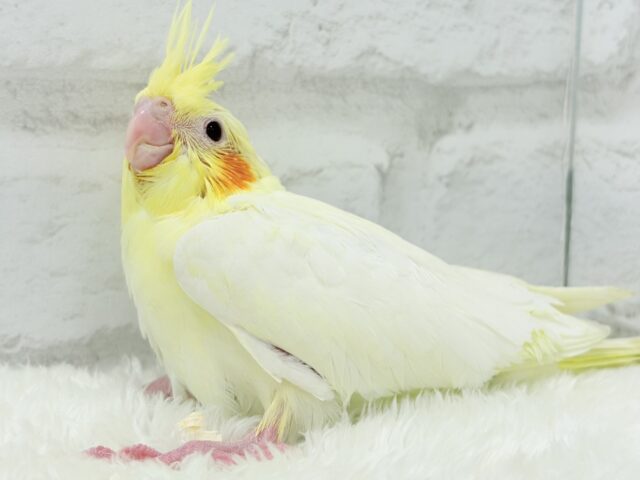 オカメインコ