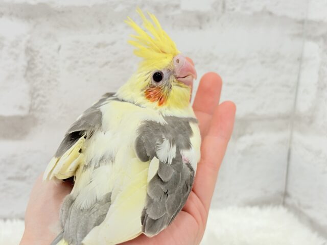 オカメインコ