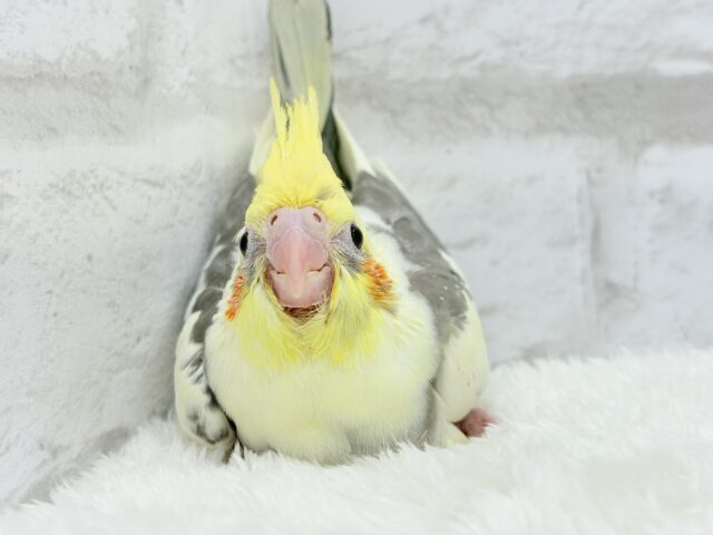 オカメインコ