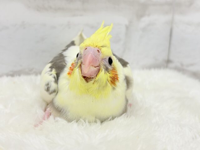 オカメインコ