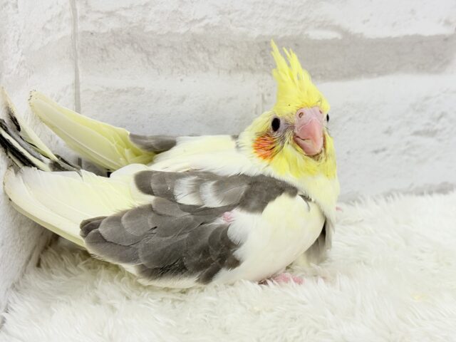 オカメインコ