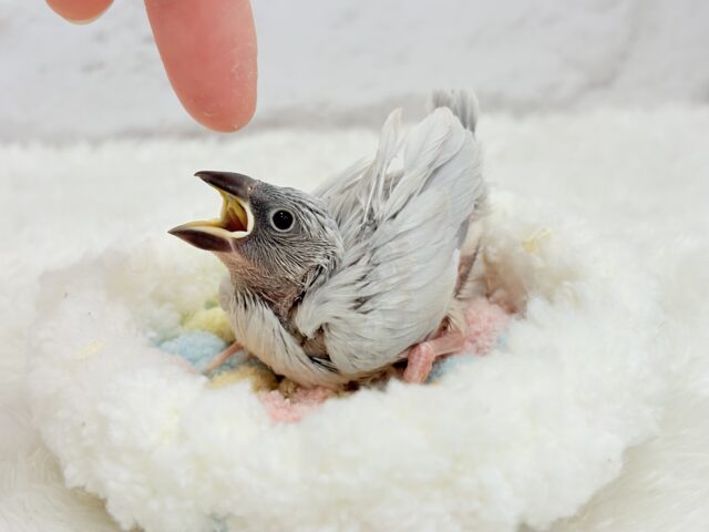 シルバー文鳥