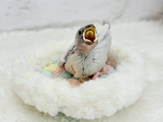 シルバー文鳥