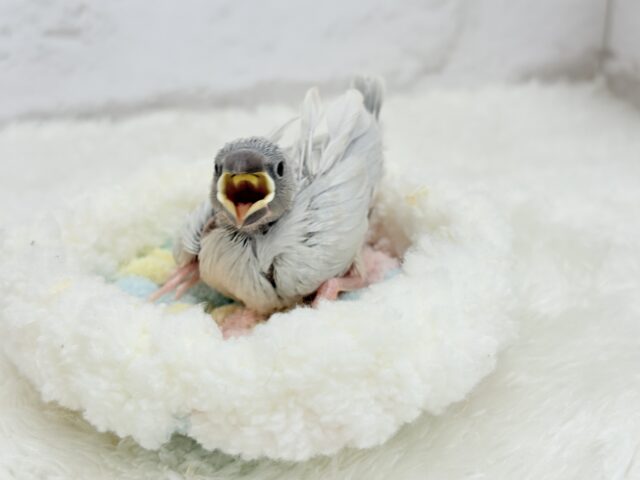 シルバー文鳥