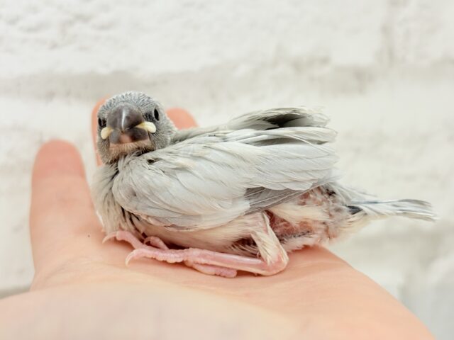 シルバー文鳥