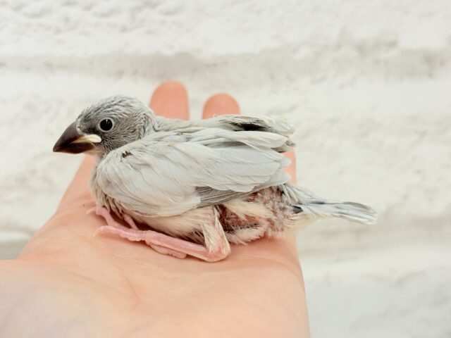 シルバー文鳥