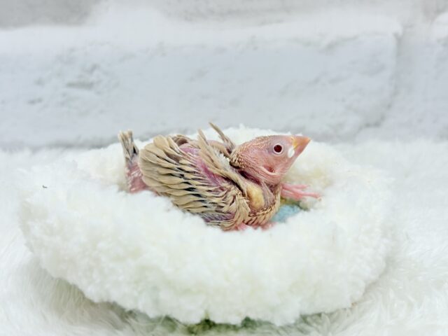 シナモン文鳥
