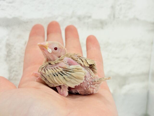 シナモン文鳥
