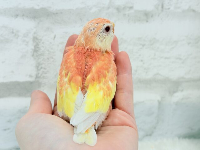 アキクサインコ（秋草インコ）