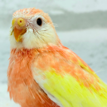 ピュアピュア🍑果汁100%💖アキクサインコ(ルビノー) ヒナ