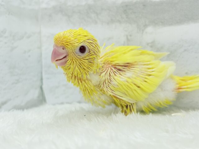 サザナミインコ