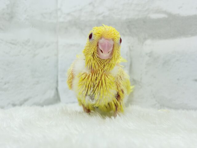 サザナミインコ