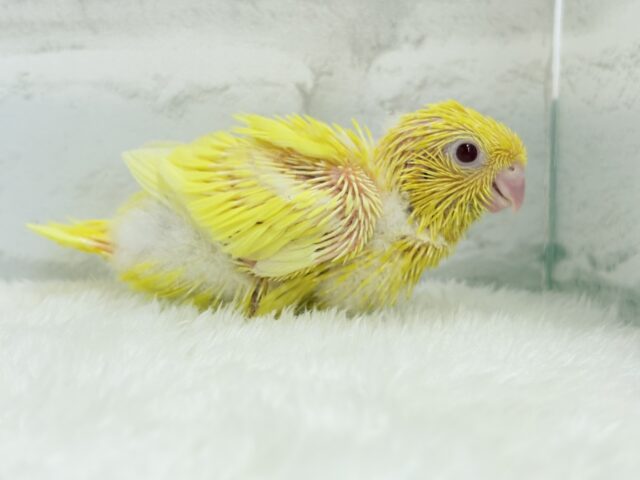 サザナミインコ