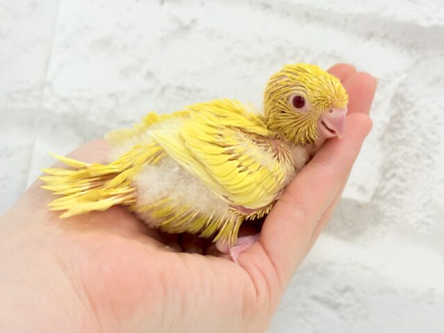 サザナミインコ