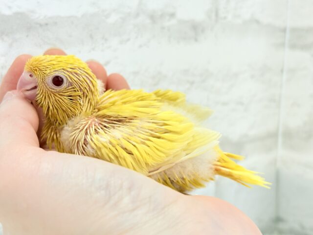 サザナミインコ