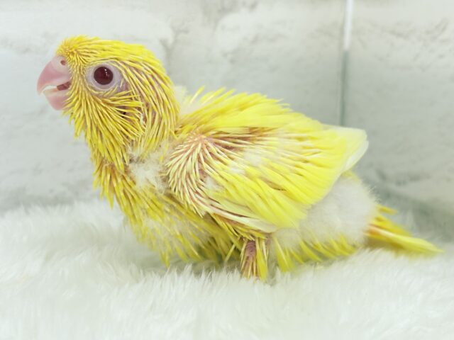 サザナミインコ