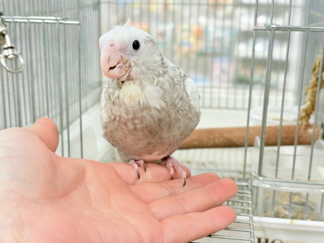 【最新画像更新🪄もうすぐひとり餌☆】ぱやぱや♡ハゲタカみたい🐣🫧オカメインコ(WFパールパイド) ヒナ オカメインコ