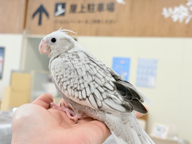 【最新画像更新🪄もうすぐひとり餌☆】ぱやぱや♡ハゲタカみたい🐣🫧オカメインコ(WFパールパイド) ヒナ オカメインコ