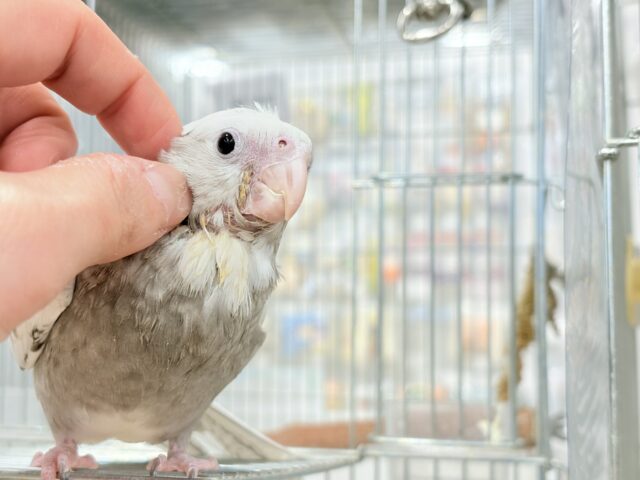 オカメインコ