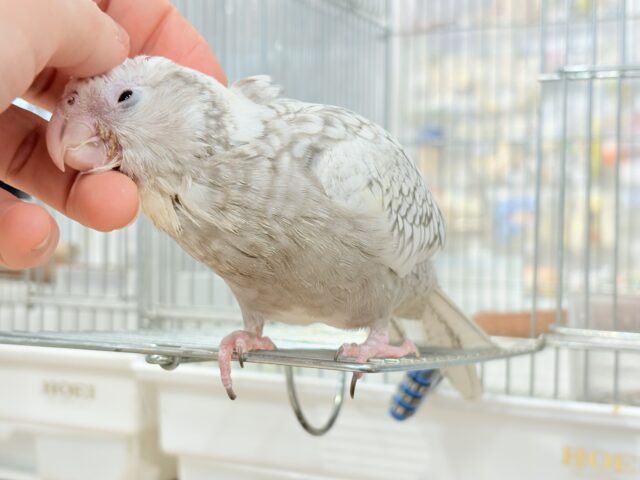 【最新画像更新🪄もうすぐひとり餌☆】ぱやぱや♡ハゲタカみたい🐣🫧オカメインコ(WFパールパイド) ヒナ オカメインコ